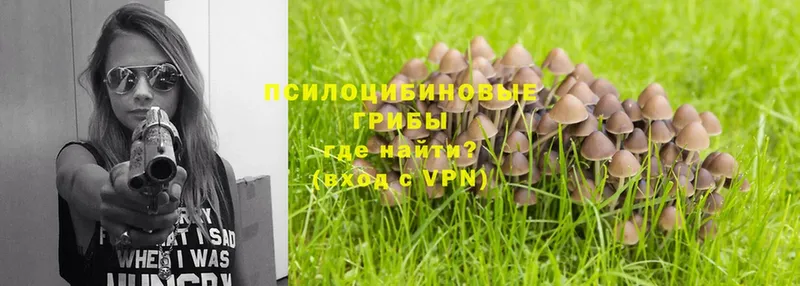 купить наркотик  Новоаннинский  Псилоцибиновые грибы Psilocybe 